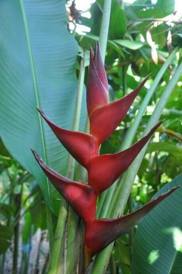 Black Cherry Heliconia