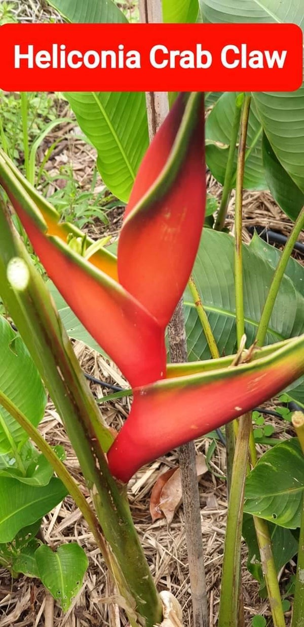 Crab Claw Heliconia