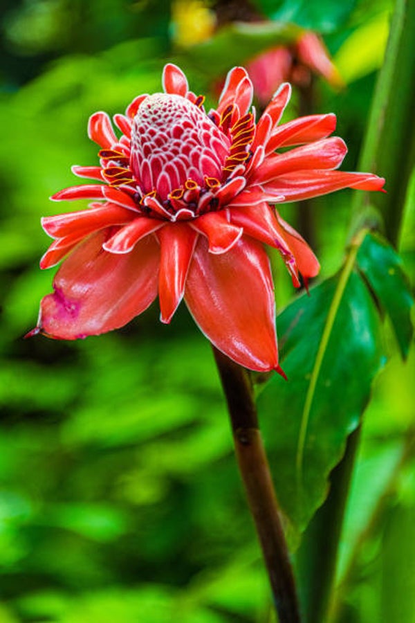 Pink Torch Ginger