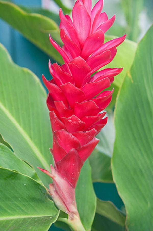 Red Tomi Alpinia Ginger