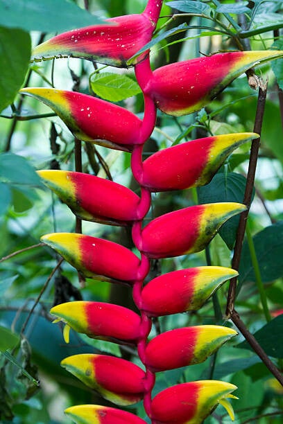 Parrots Beak Heliconia