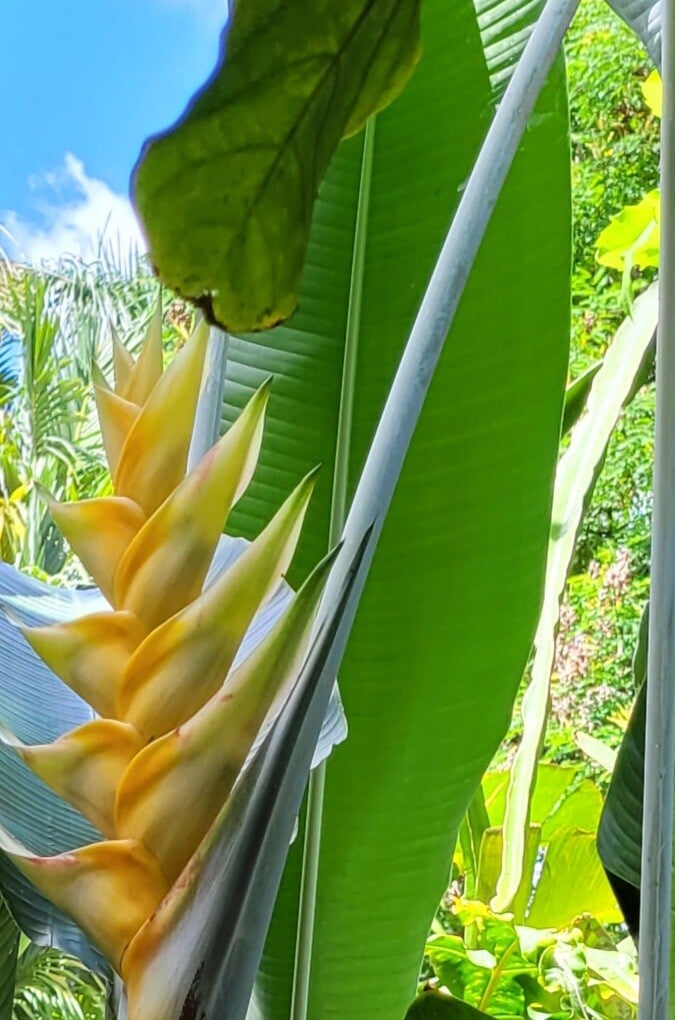 Yellow Dancer Heliconia