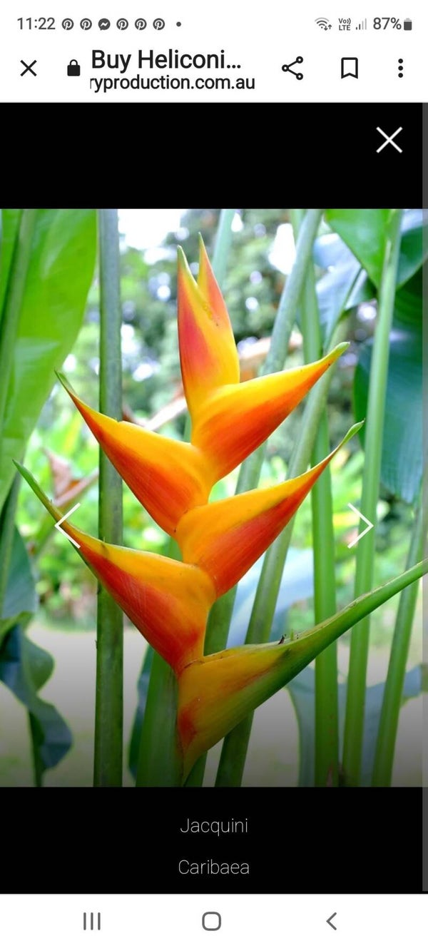 Red Nappie Heliconia