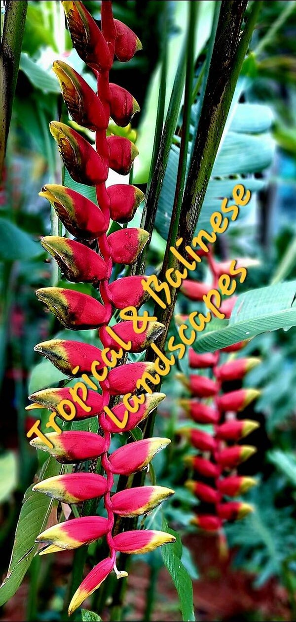 Heliconias Parrots Beak