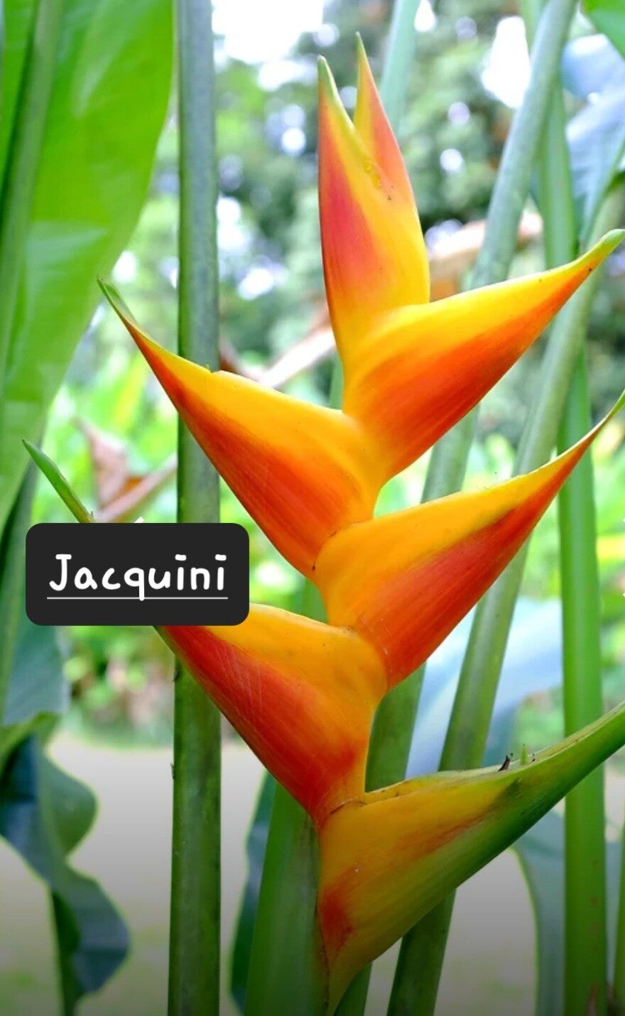 Jacquini