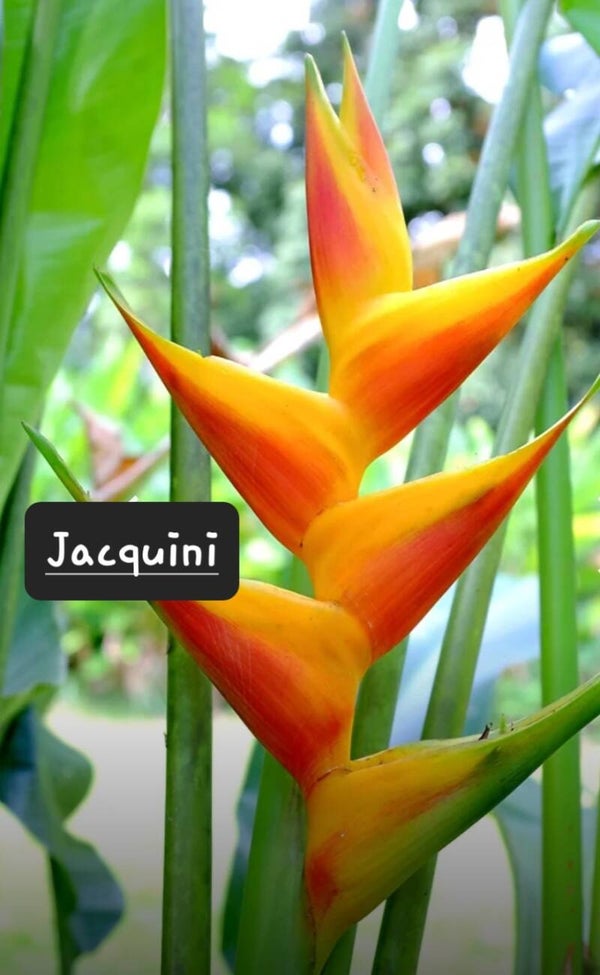 Jacquini