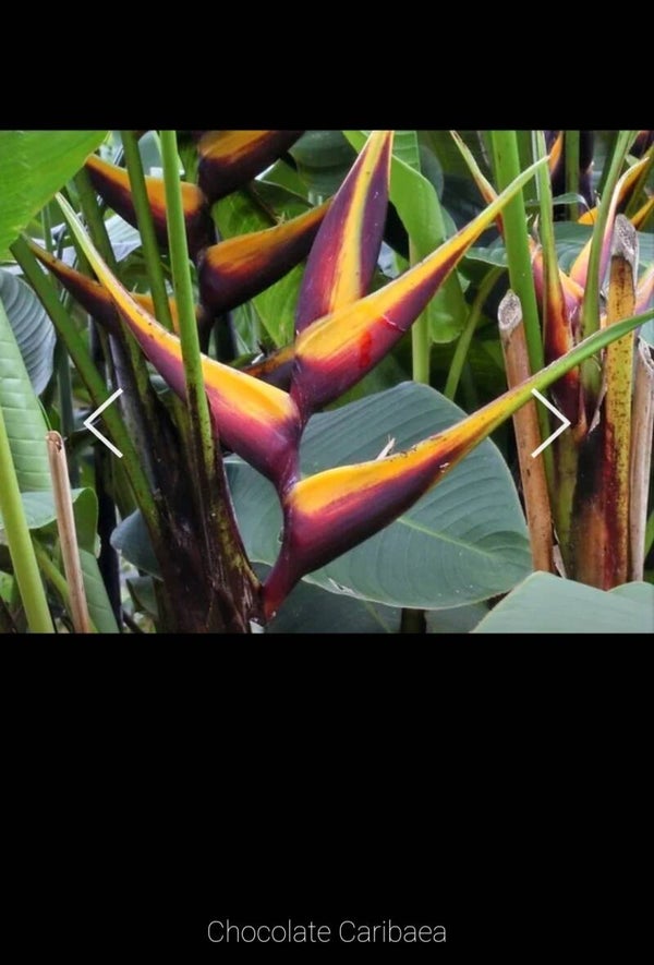 Banana Split Heliconia