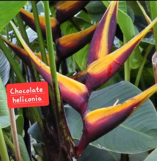 Chocolate Heliconia