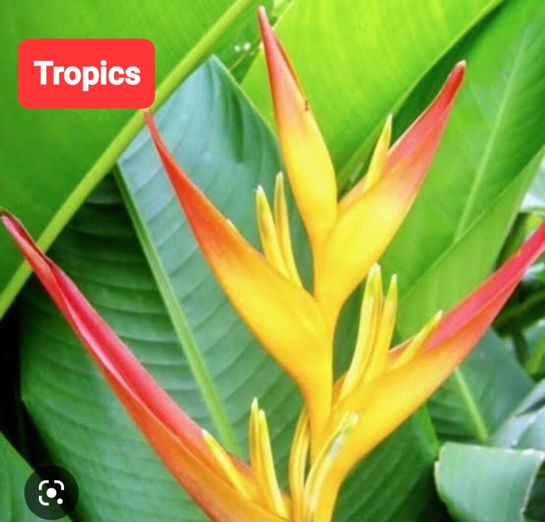 Tropics Fluer