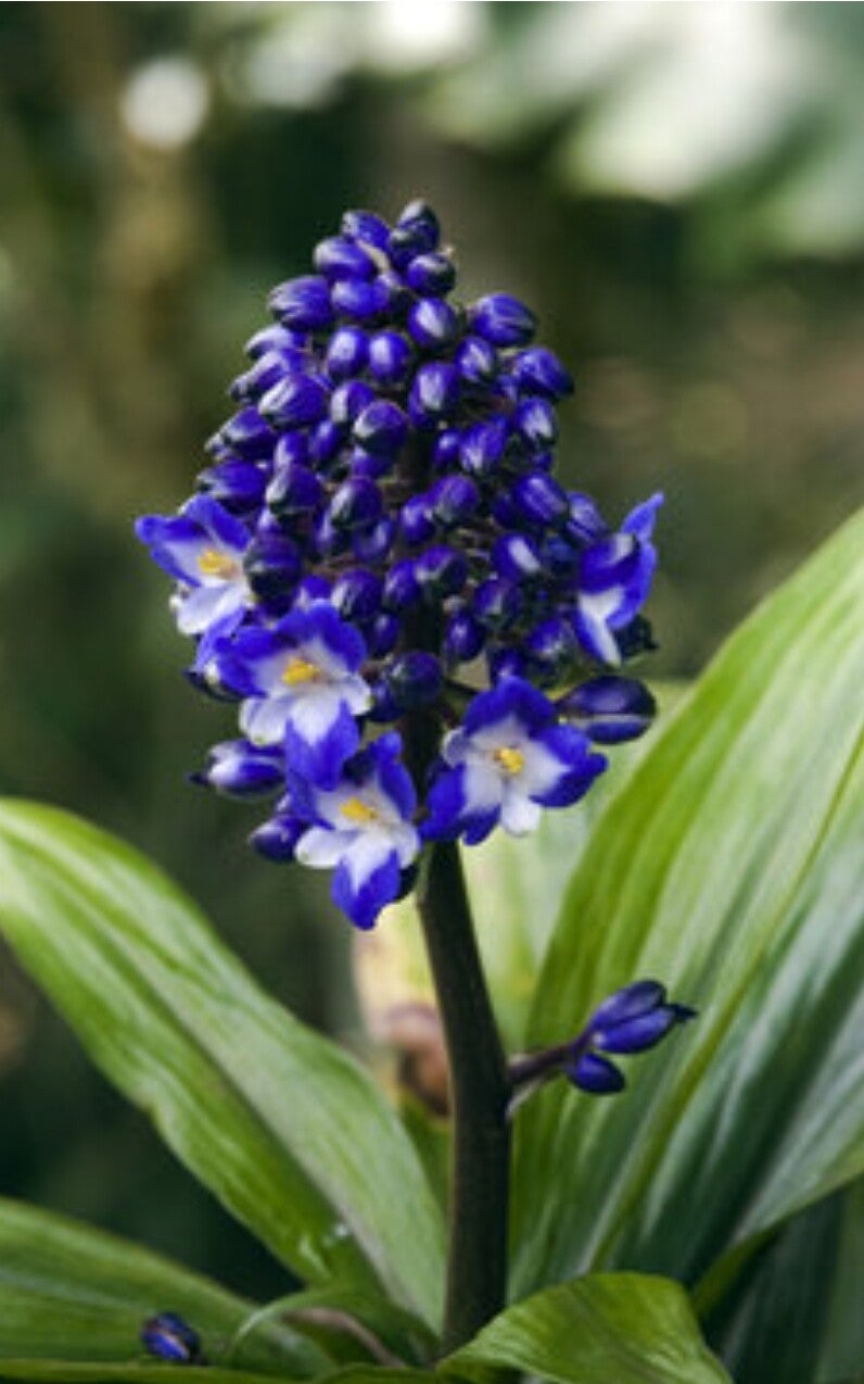 Blue Ginger