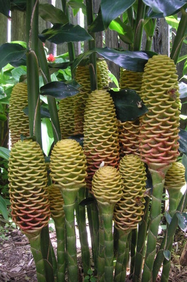 Beehive ginger " Singapore Gold "