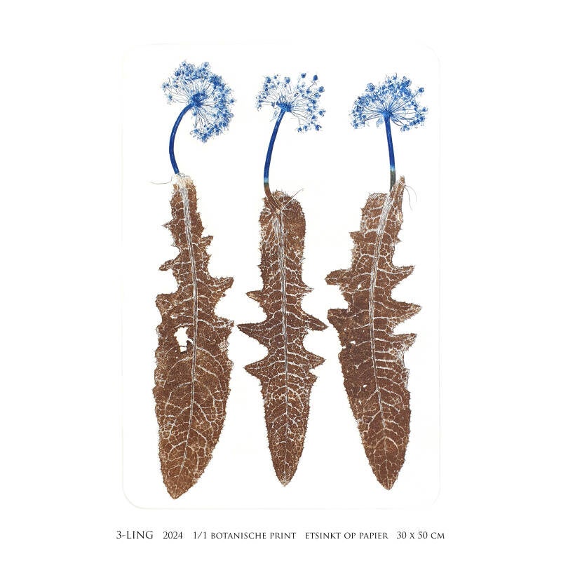 3-ling-vierkant-standard.jpg