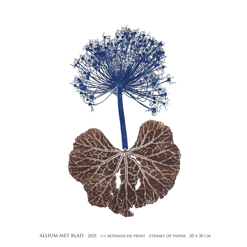 allium-met-blad-vierkant-standard-316h8z.jpg