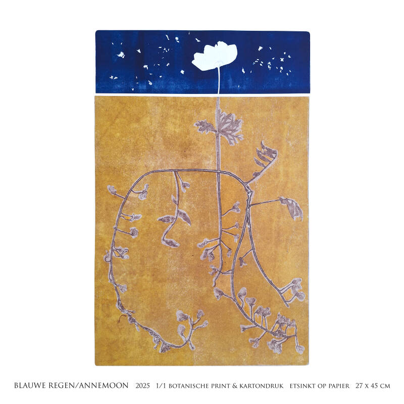blauwe-regen-annemoon-4-kant-standard-o7milo.jpg