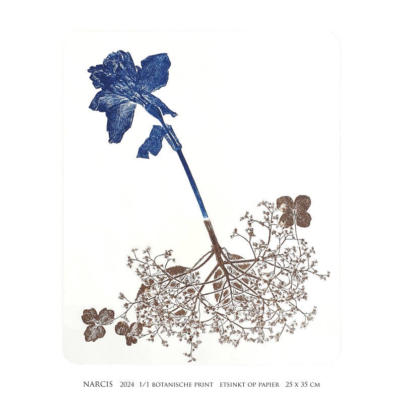 narcis-vierkant-standard.jpg