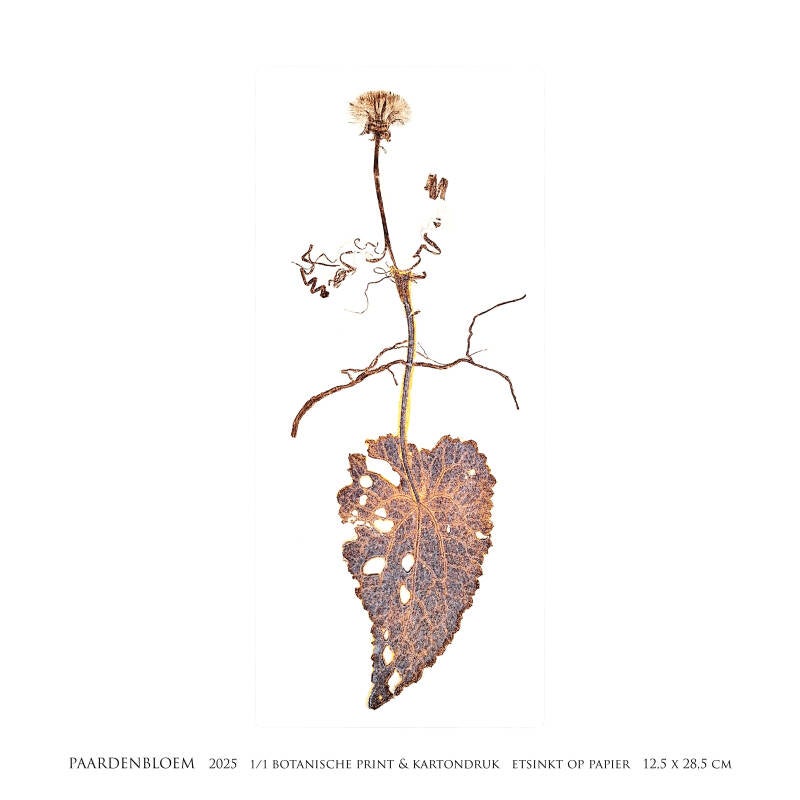 paardenbloem-vierkant-standard-suvrkz.jpg