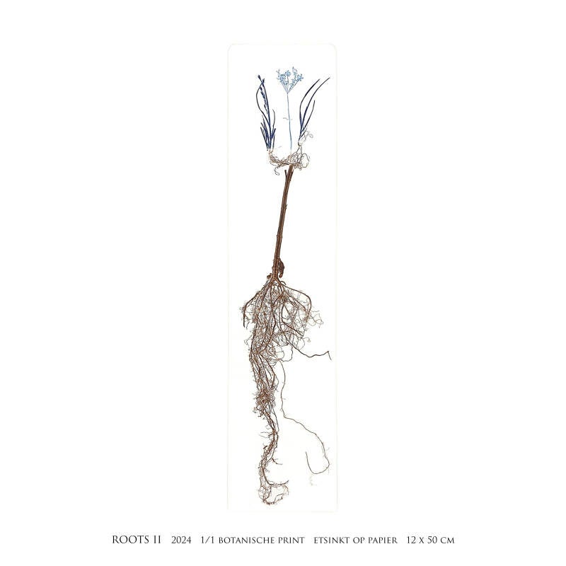 roots-ii-vierkant-standard.jpg