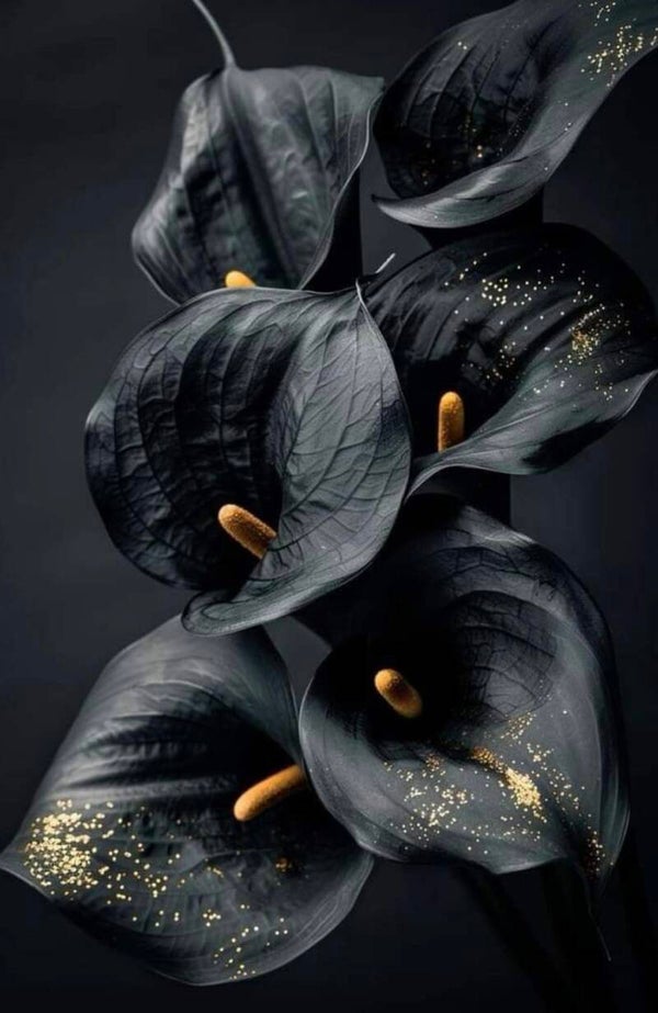 Fondant orchidée noir