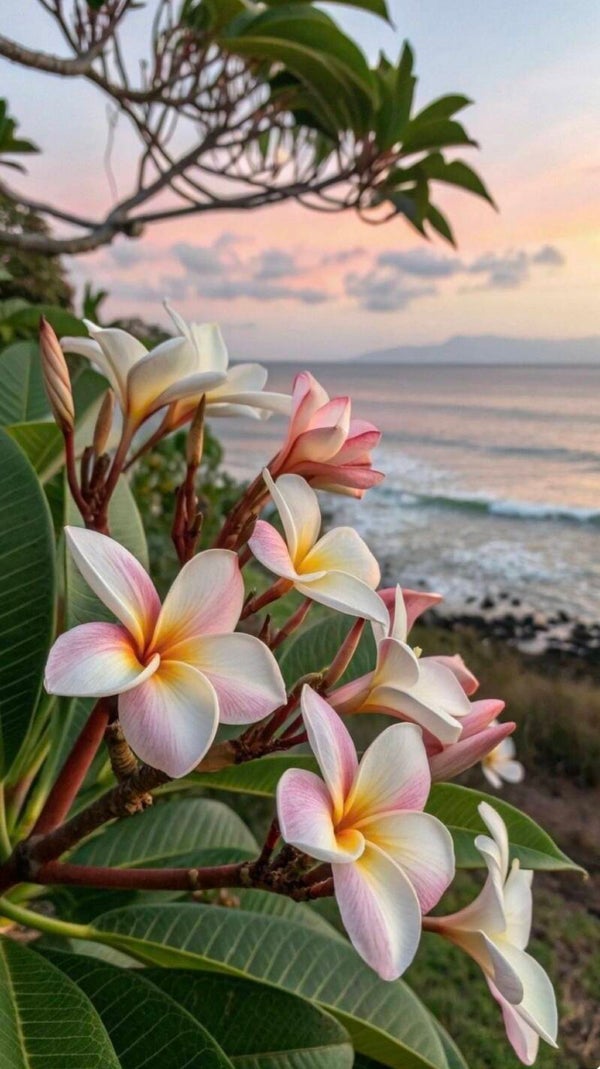 Fondant fleur de tiaré