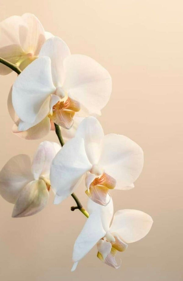 Fondant orchidée blanche