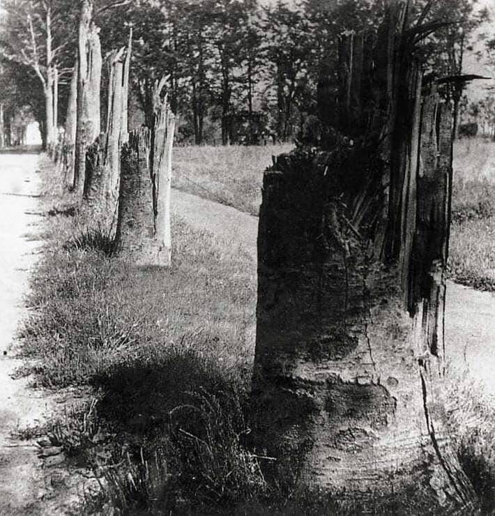 Verbrijzelde bomen op de oprijlaan van het Witte Kasteel, 1945.