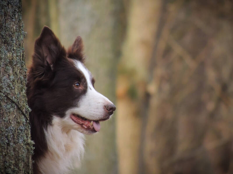 Monique Valkenburg - Nick