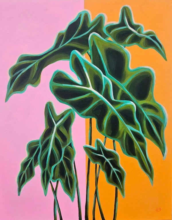 Alocasia Polly (3 of 3)