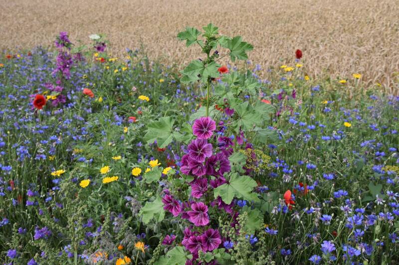2025-07-27_blumenstreifen-19-standard.jpg