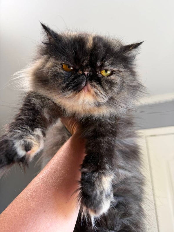 CFA ELH Female