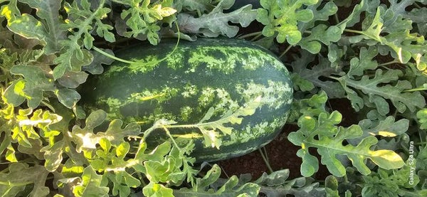 WATERMELLON 555