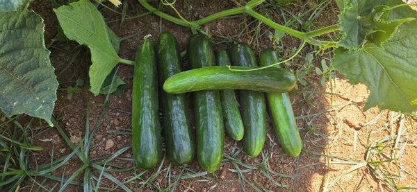 CUCUMBER 3333
