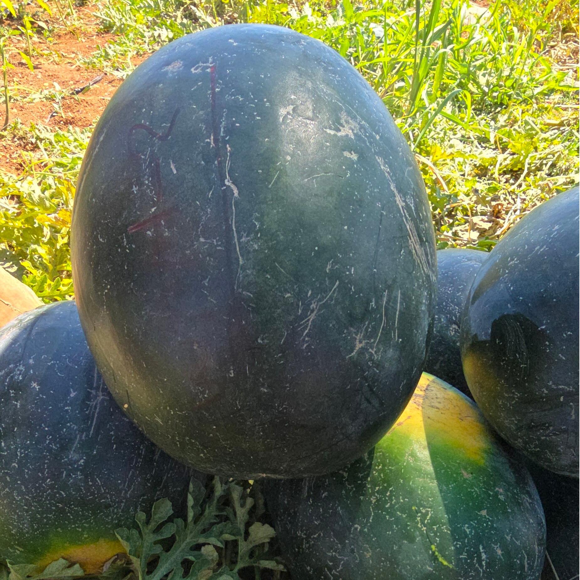 WATERMELON N.1.2