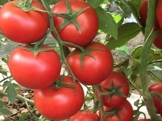 TOMATO N400 F1