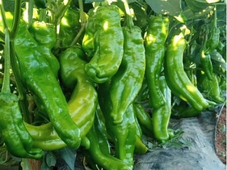 PEPPER N N1818 F1