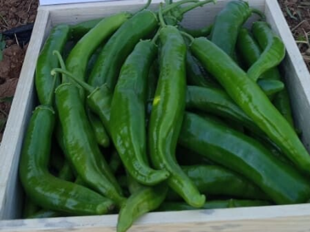 PEPPER N 2903