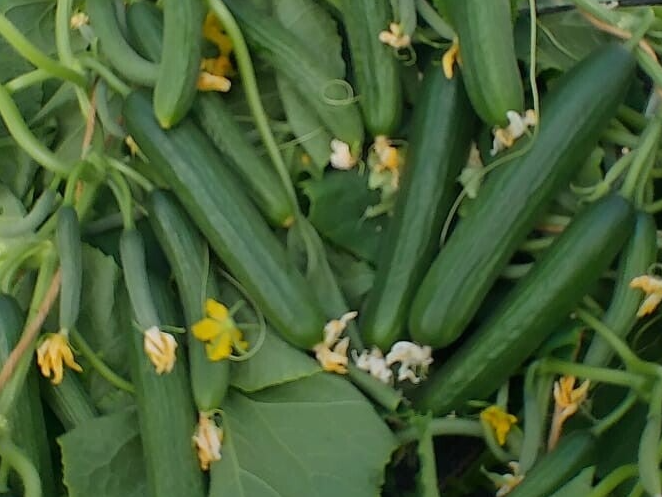 CUCUMBER N.B120 F1