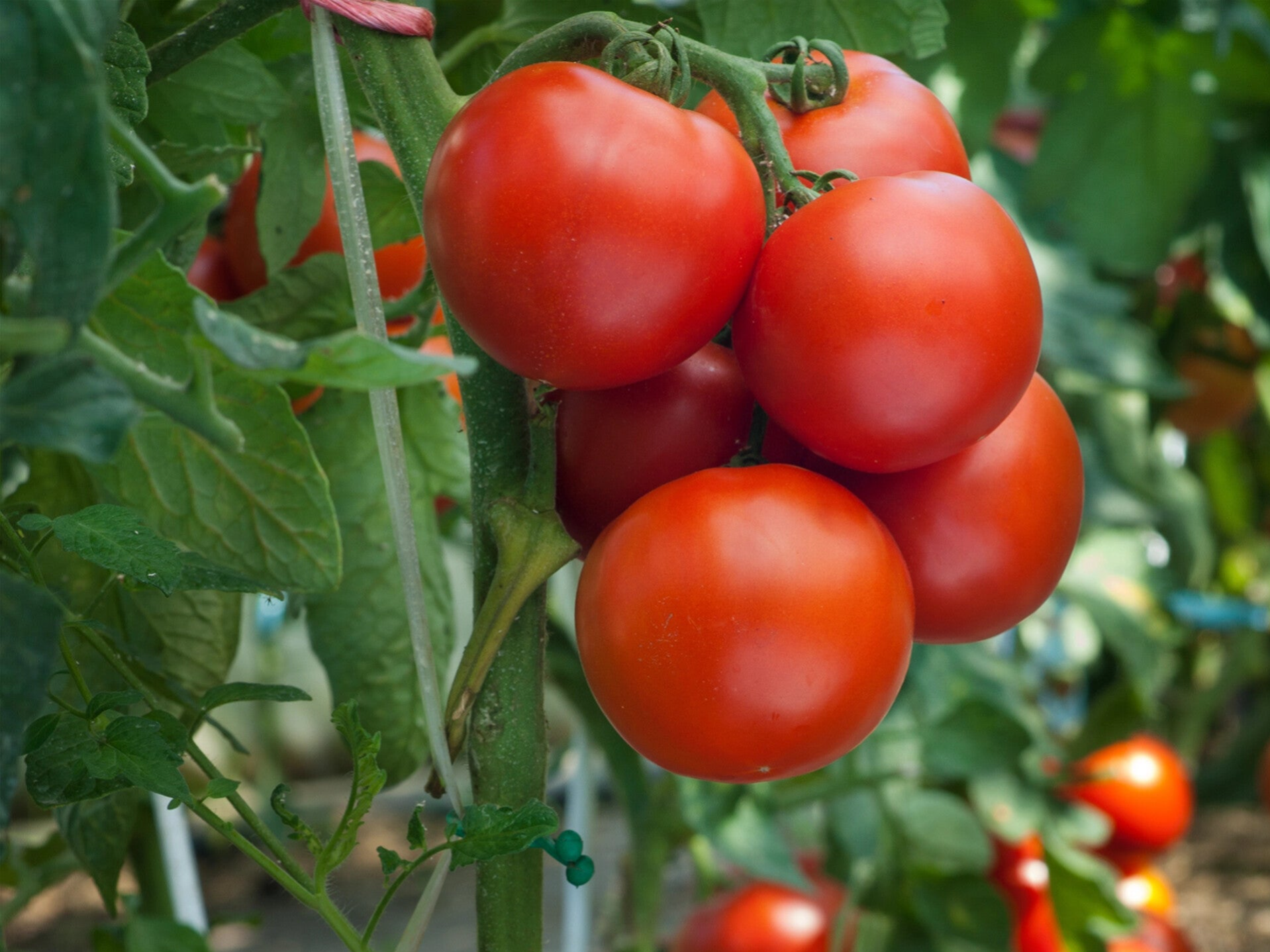 TOMATO AMALIA F1
