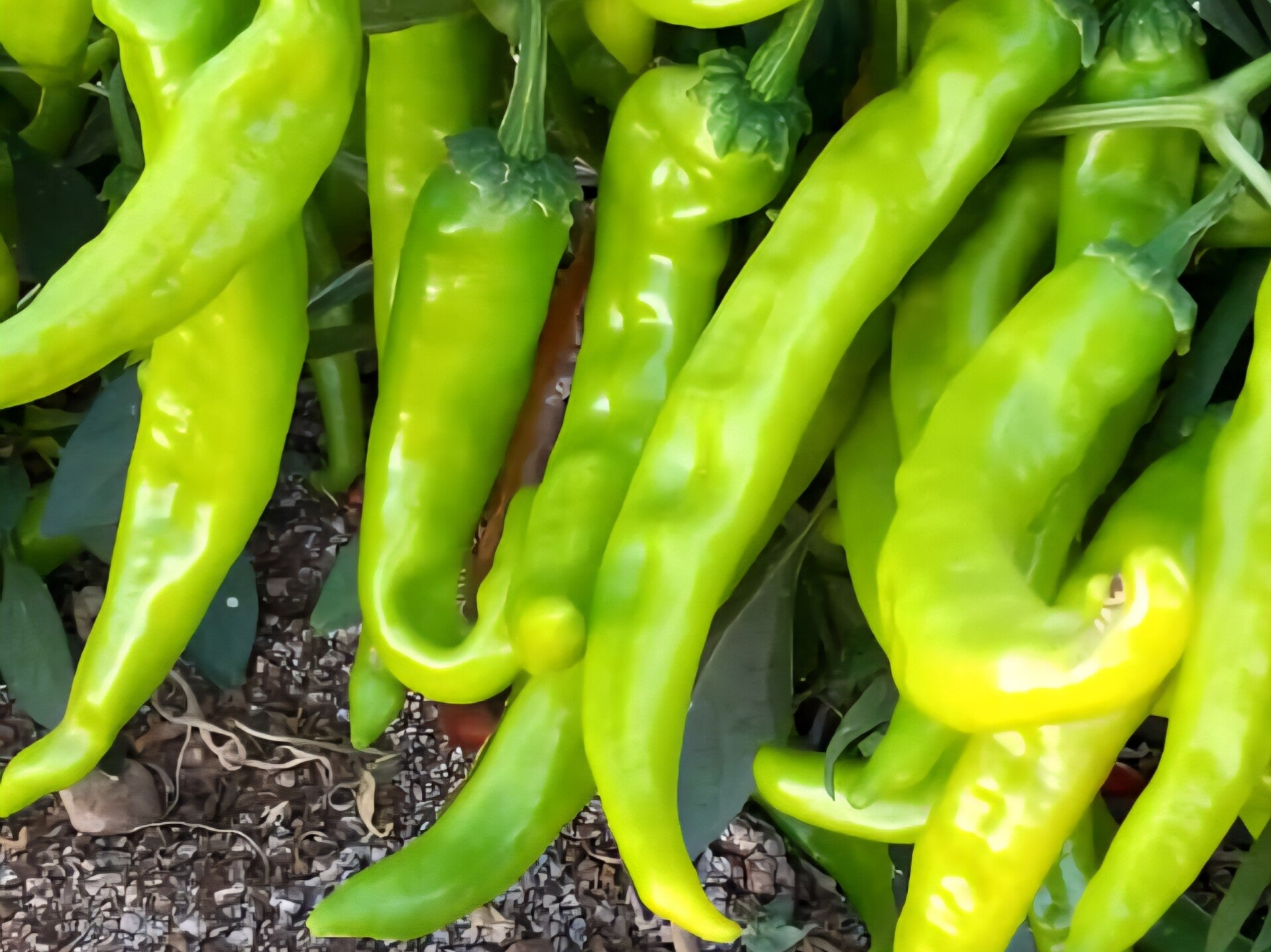 PEPPER N 48 F1
