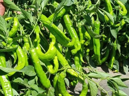 PEPPER N 267 F1