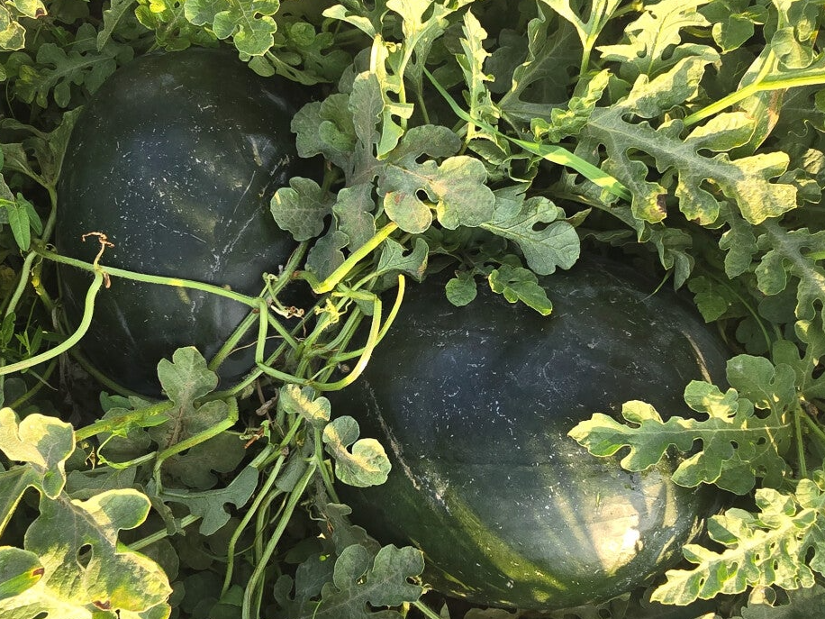 VATERMELON N 100 F1