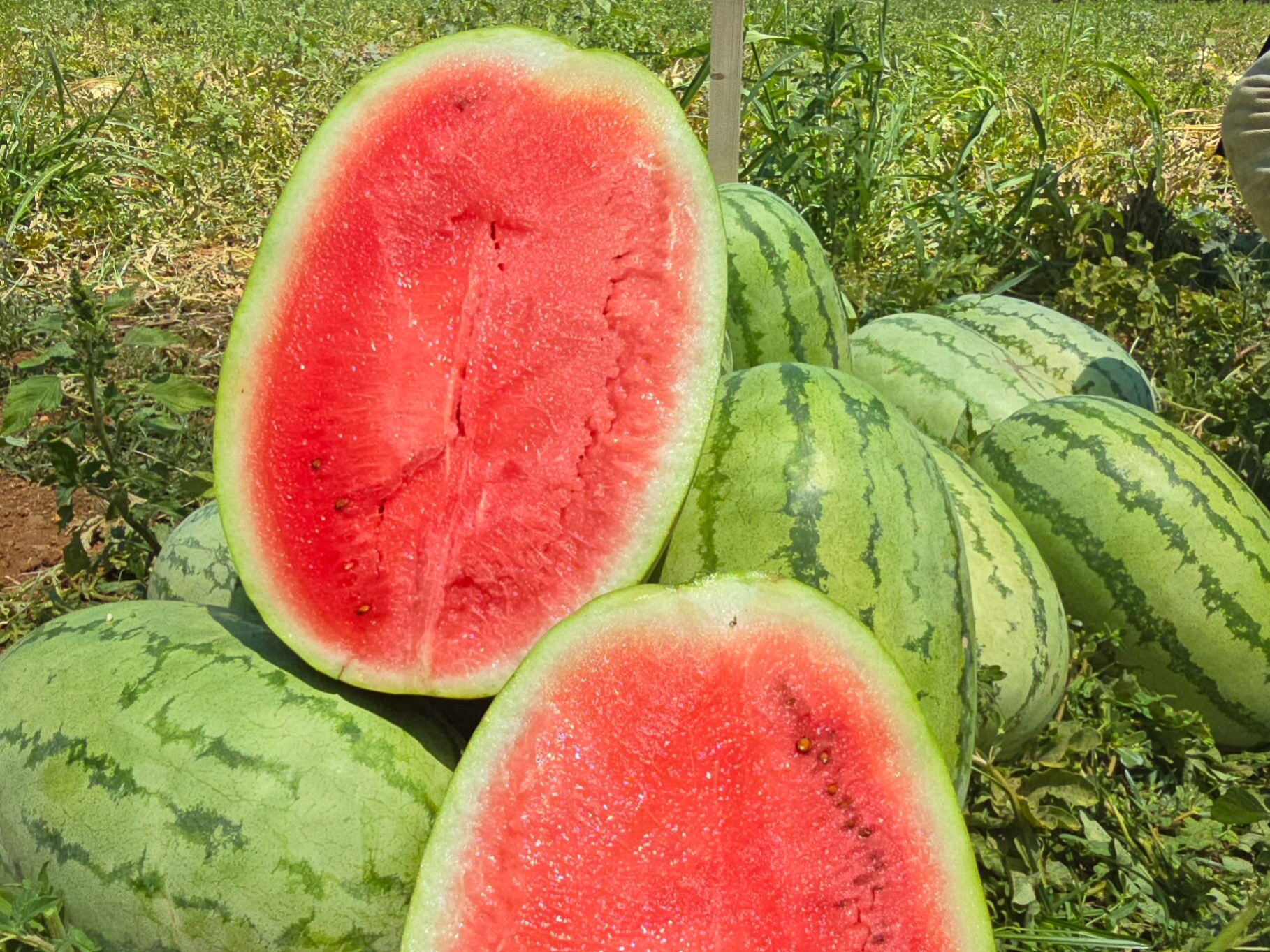 WATERMELON N.25 F1