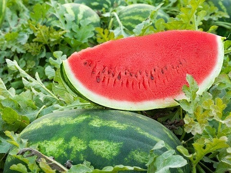 WATERMELON DEWAN F1