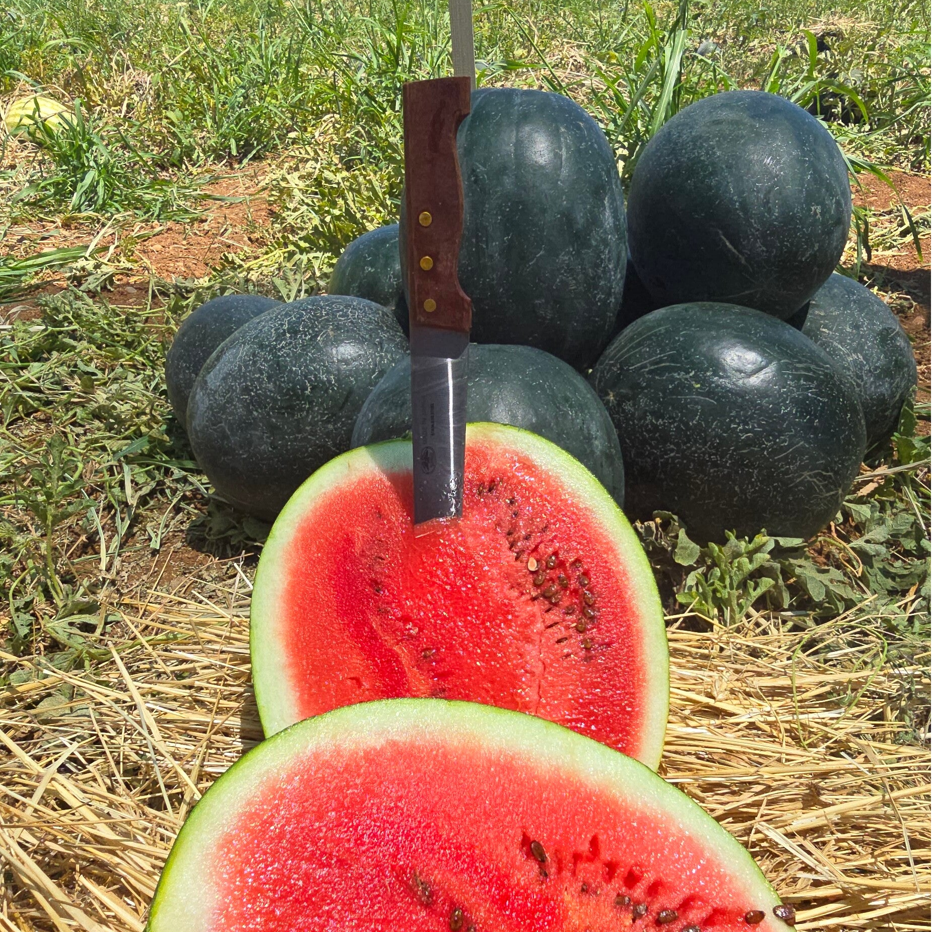 WATERMELON N11.12 F1
