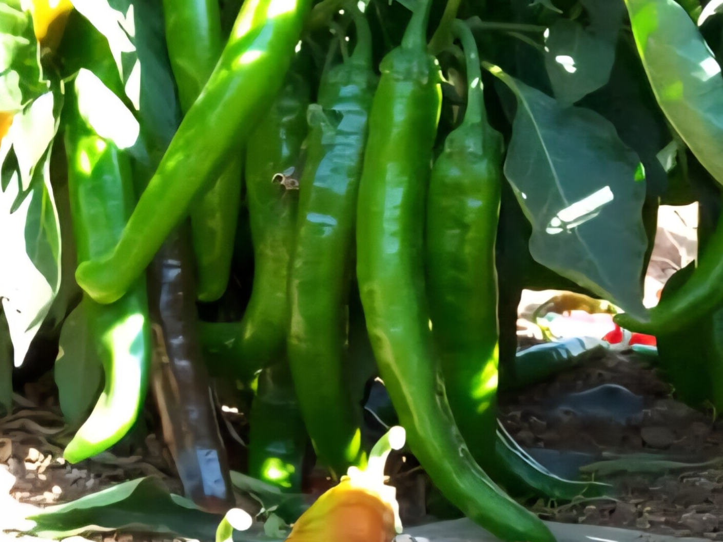 PEPPER N 20 F1