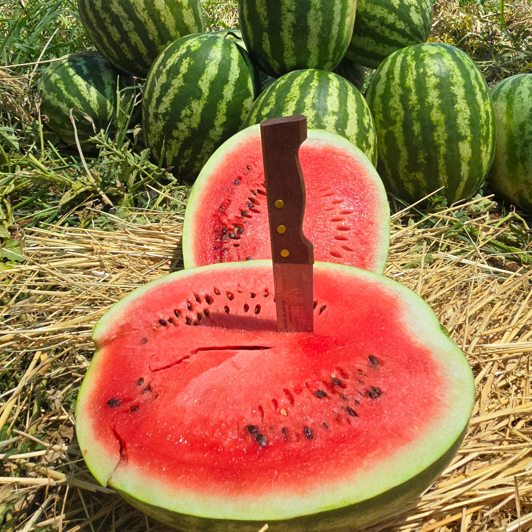 WATERMELON N.9.10 f1