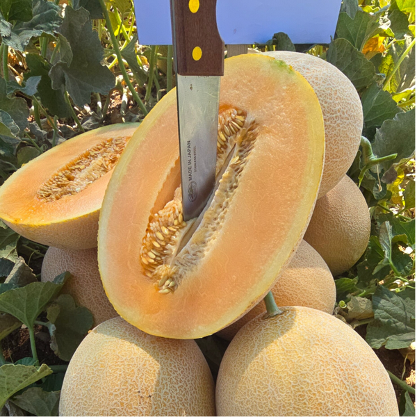 MELON N.30 F1