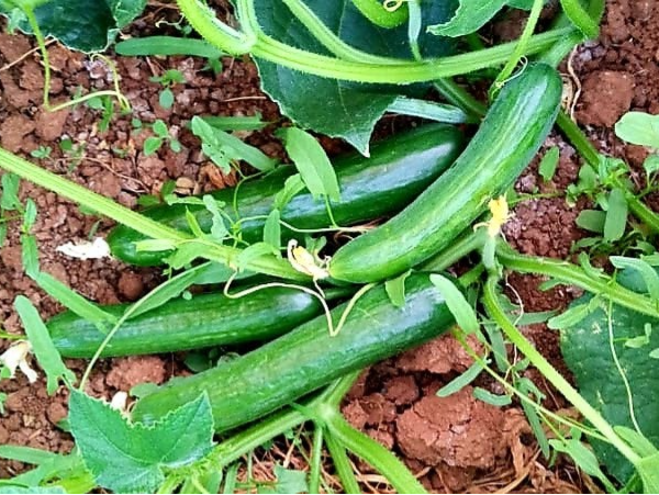 CUCUMBER BATTAR F1