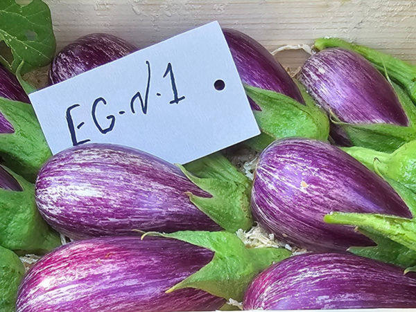 EGGPLANT AMISA F1