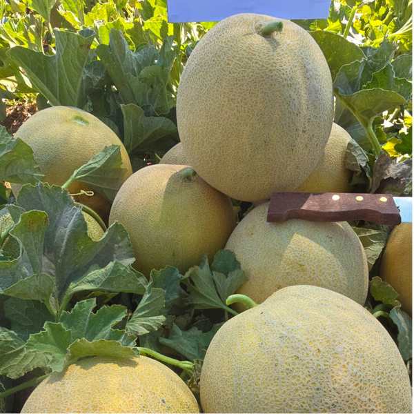 MELON N.33F1