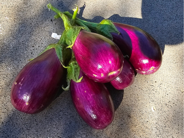 EGGPLANT ARIANA F1